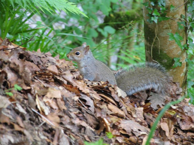 2011-06-05 15-18-18 UK.JPG